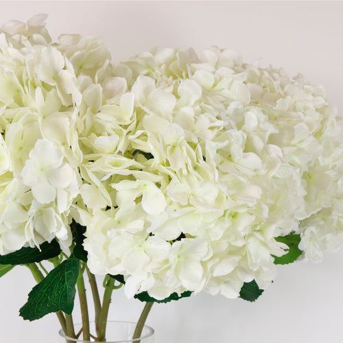 Giant Hydrangea Stem