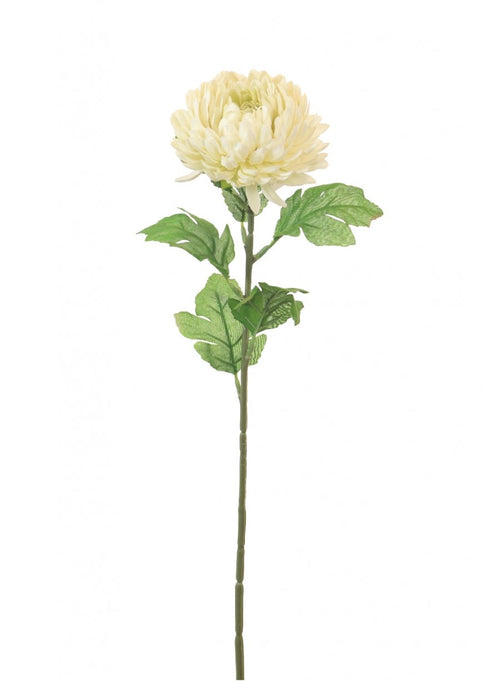 Chrysanthemum Stem