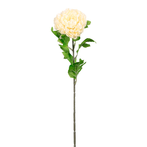 Chrysanthemum Stem