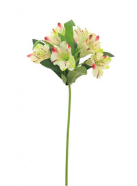 Alstroemeria (small)
