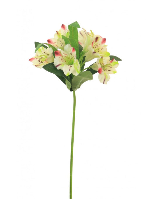 Alstroemeria (small)