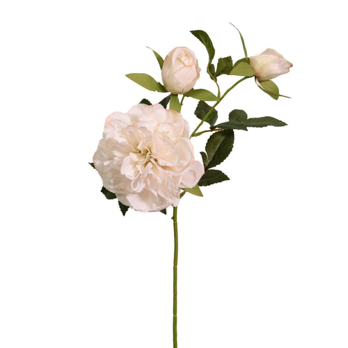 Hillary Peony