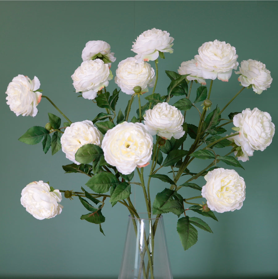 Begonia Spray