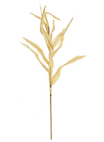 Dried Touch Reed Stem