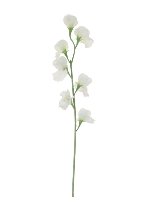 Sweet Pea