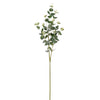 Eucalyptus Spray