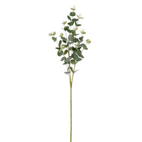 Eucalyptus Spray