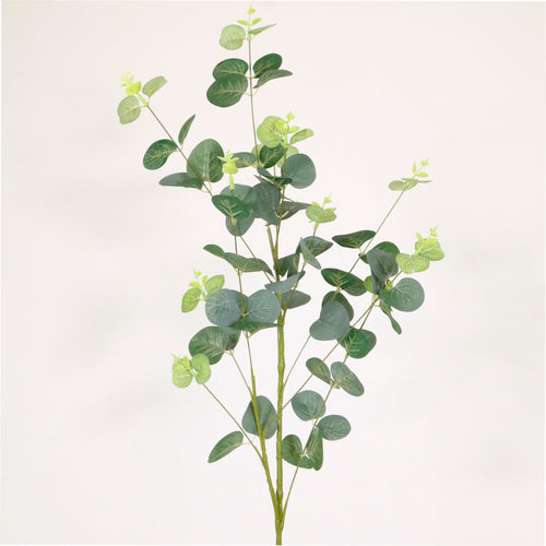 Eucalyptus Spray