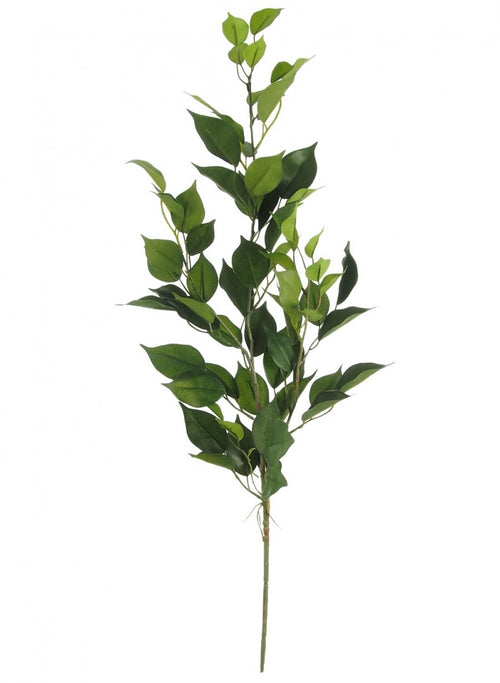 Bay Leaf Branch