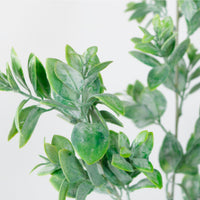 Harri Leaf Spray