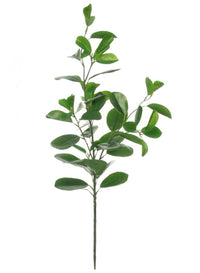 Rubber Leaf Spray