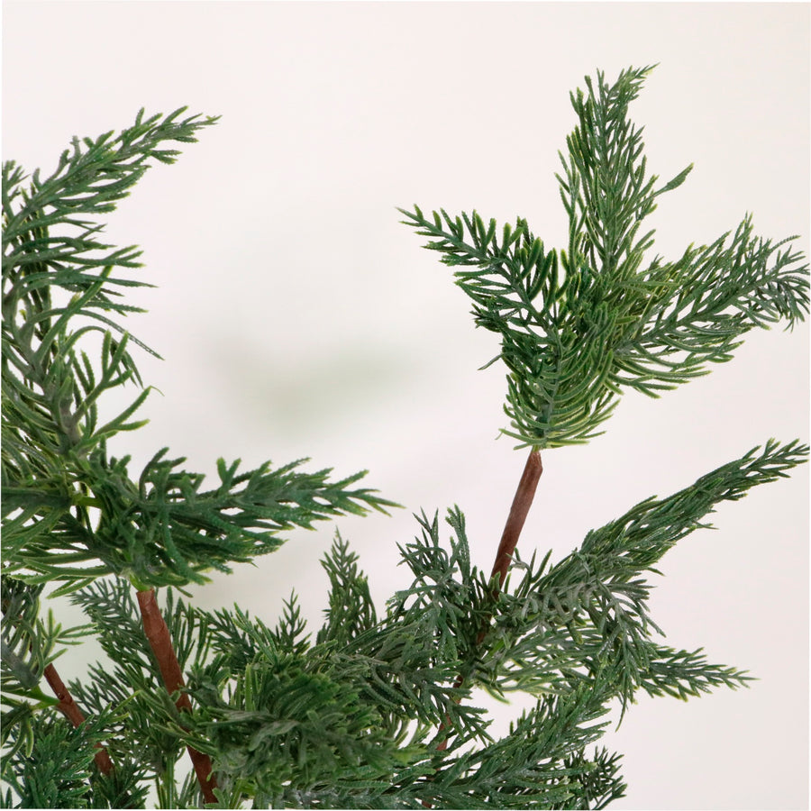 Xmas Spruce Pic No:05