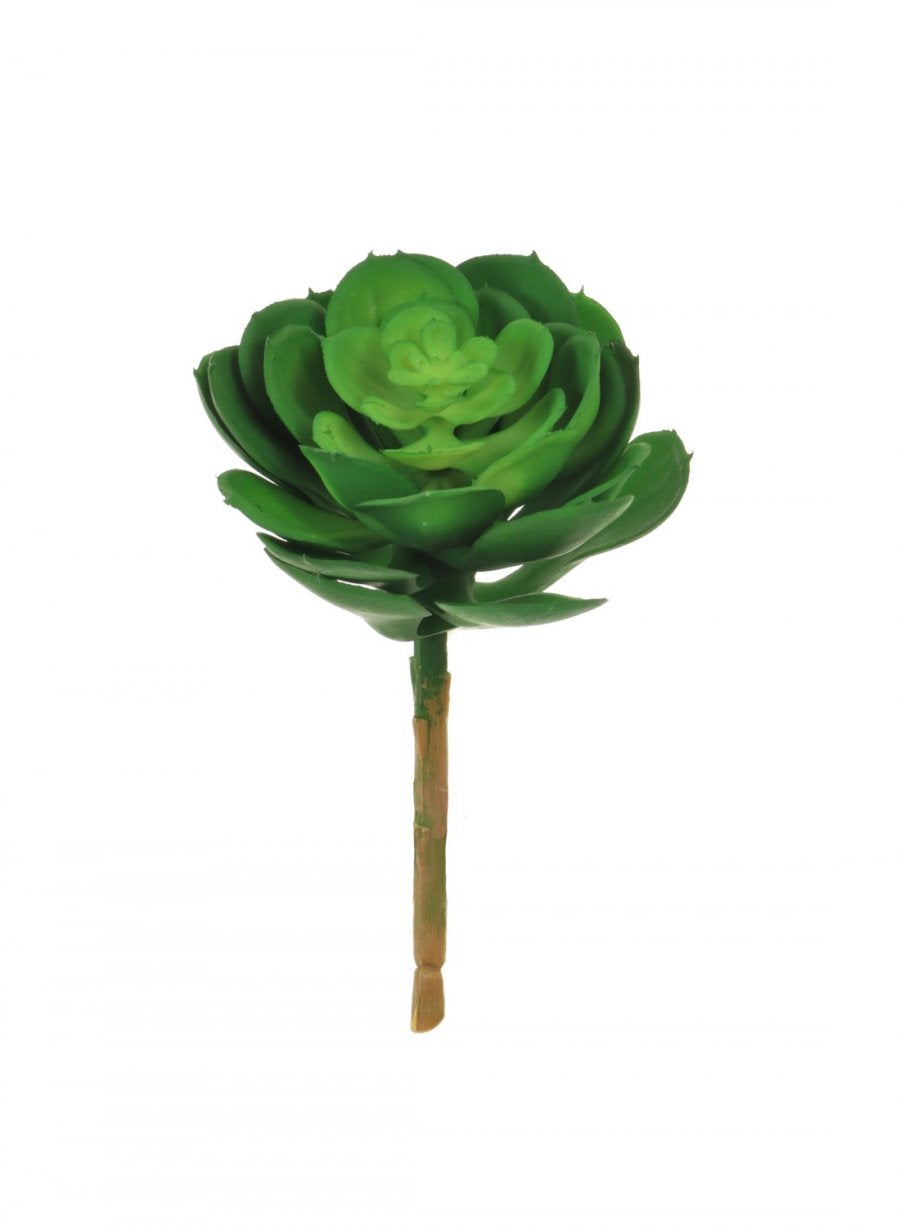 Afterglow Succulent