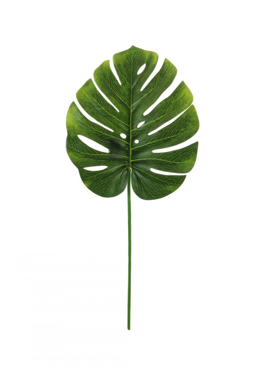 Monstera Stem (medium)