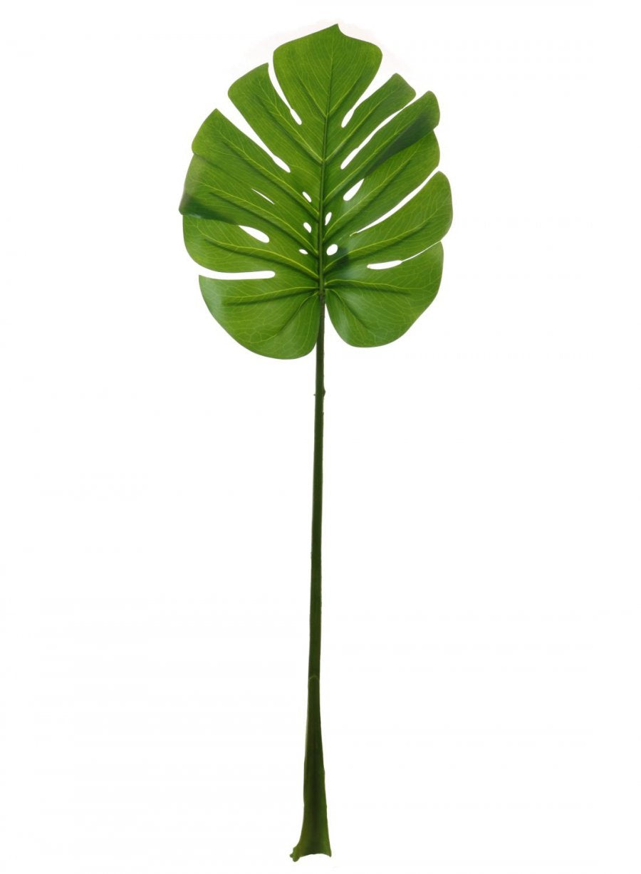 Monstera Stem (large)