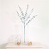 Eucalyptus (dusted)