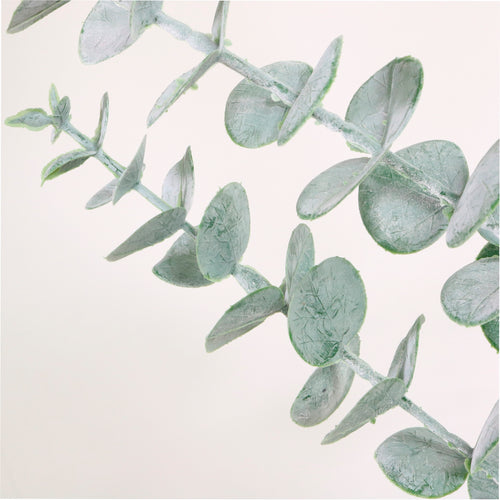 Eucalyptus (dusted)