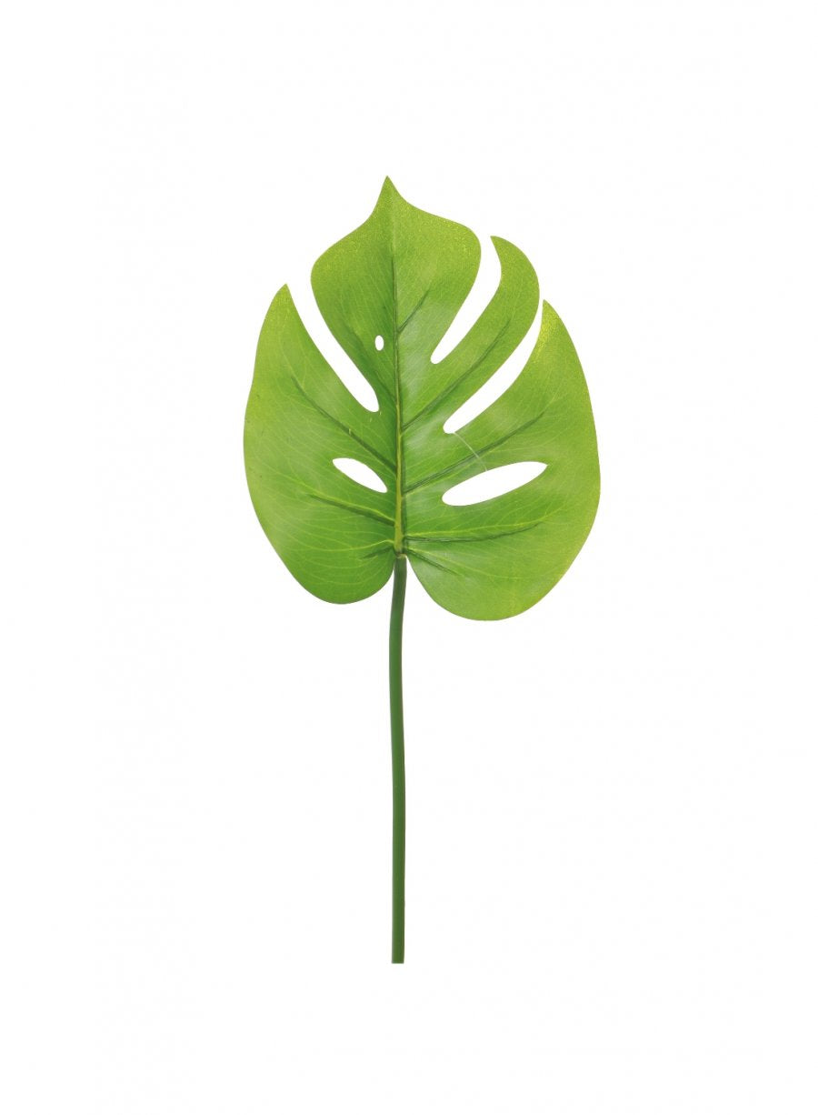Monstera Stem (mini)