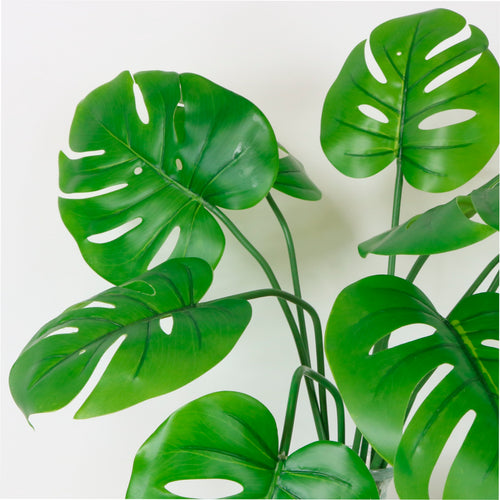 Monstera Stem (mini)