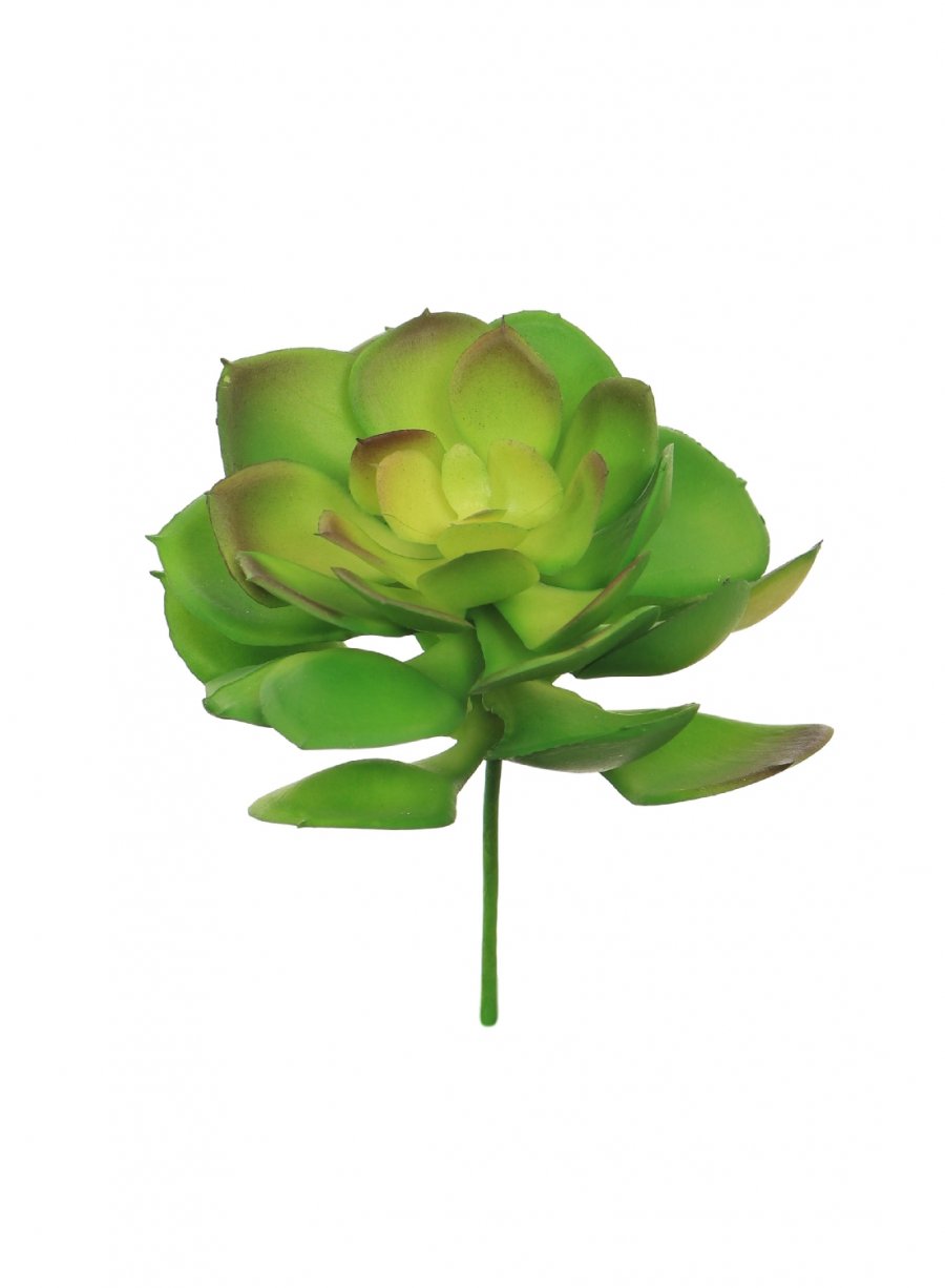 Afterglow Succulent (small)