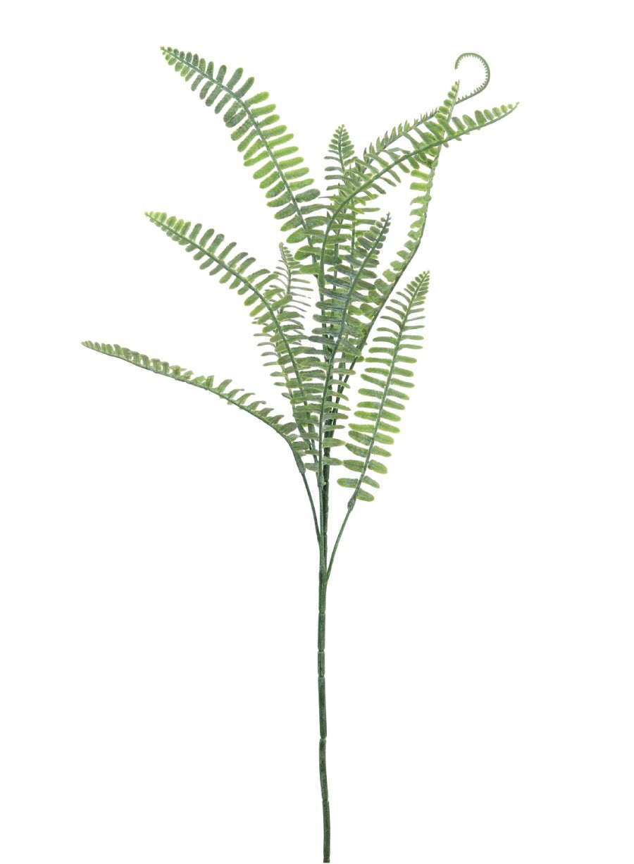 Royal Fern Spray (dusted)