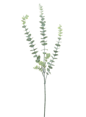 Eucalyptus Stem (dusted)