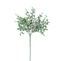 Ruscus