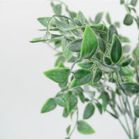 Ruscus