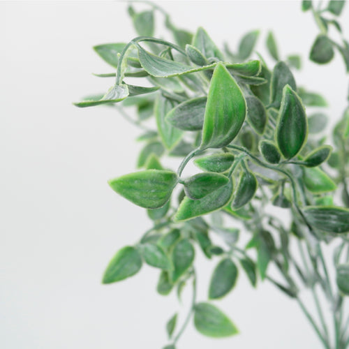 Ruscus
