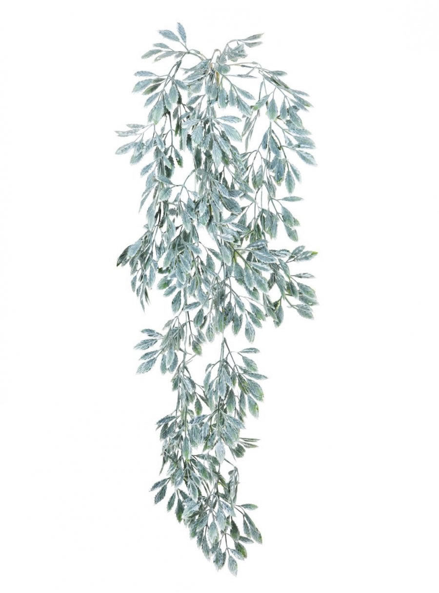 Trailing Spikey Leaf (dusted)