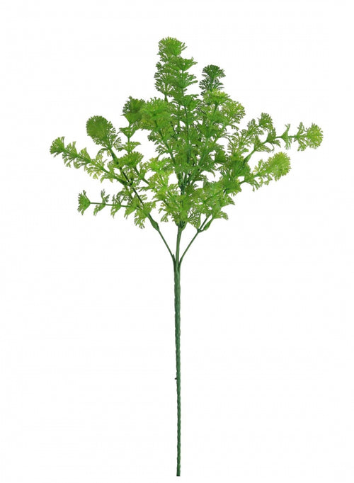 Mini Globe Fern Bunch