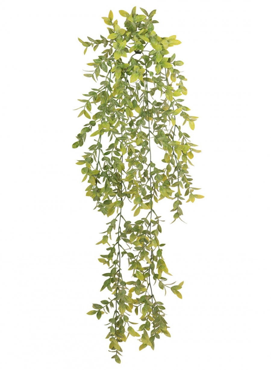 Trailing Nagi Leaf
