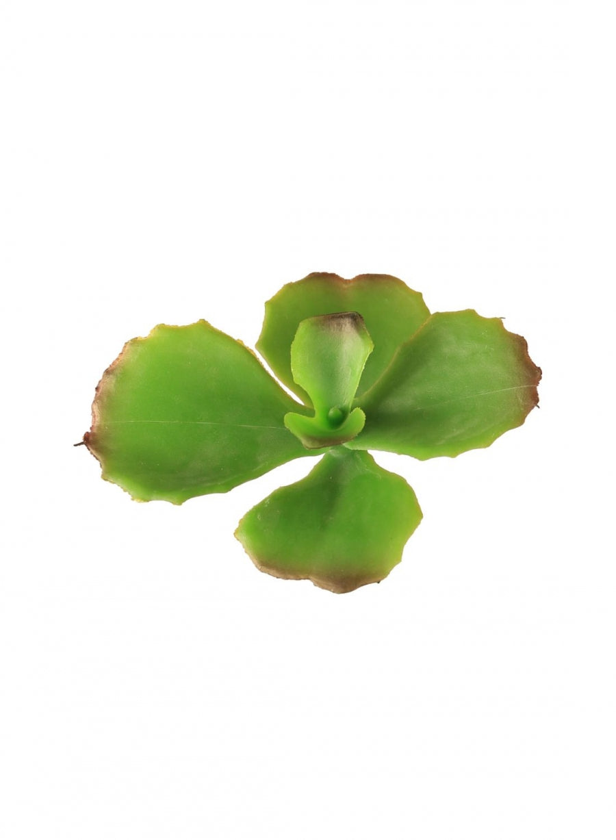 Ruffle Succulent (large)