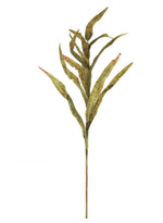 Dried Touch Reed Stem