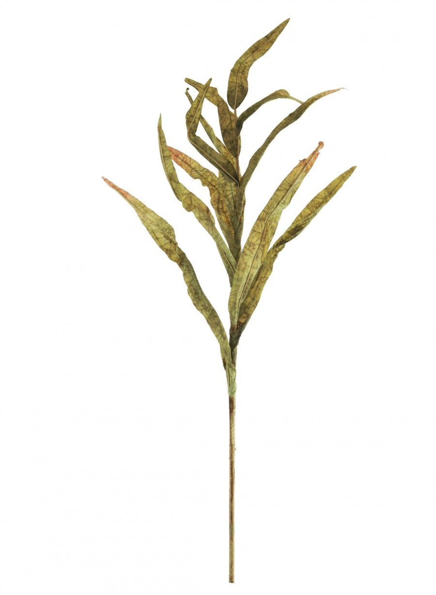Dried Touch Reed Stem