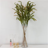 Dried Touch Reed Stem