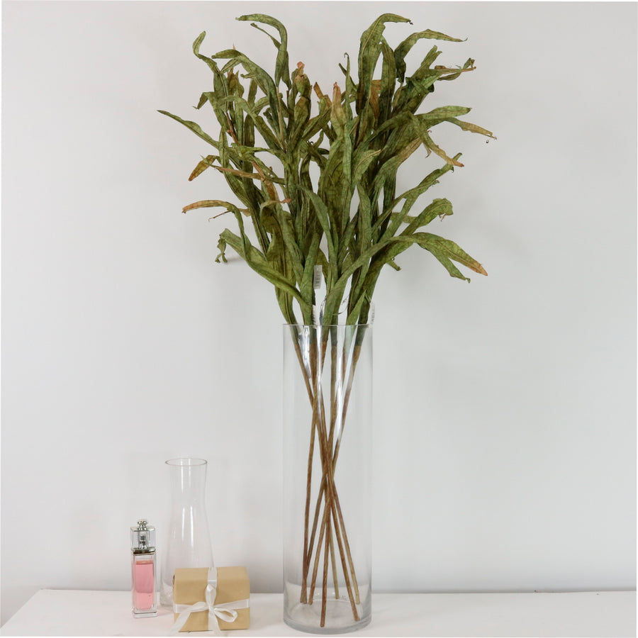 Dried Touch Reed Stem