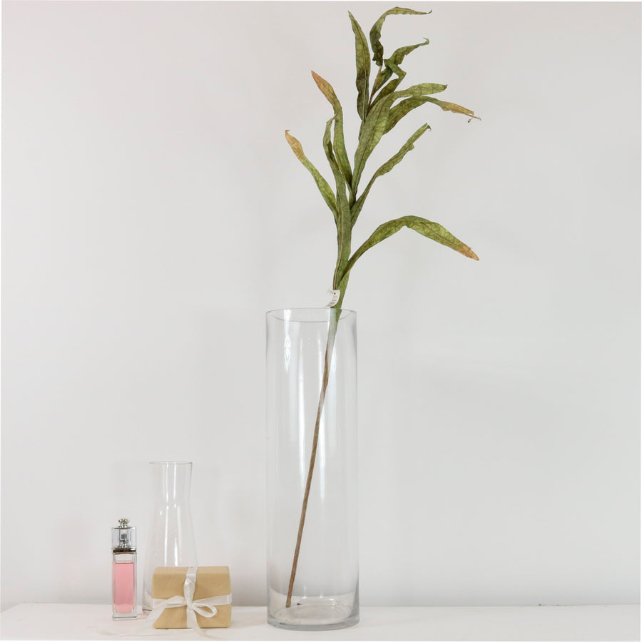 Dried Touch Reed Stem