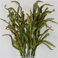 Dried Touch Reed Stem