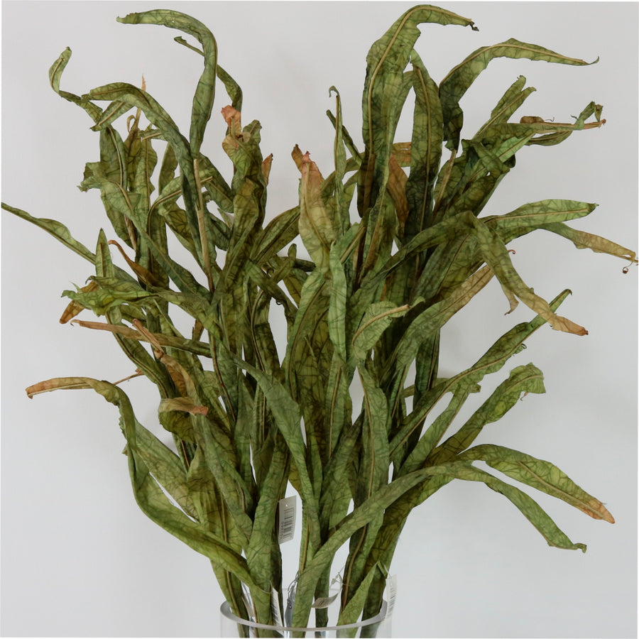 Dried Touch Reed Stem