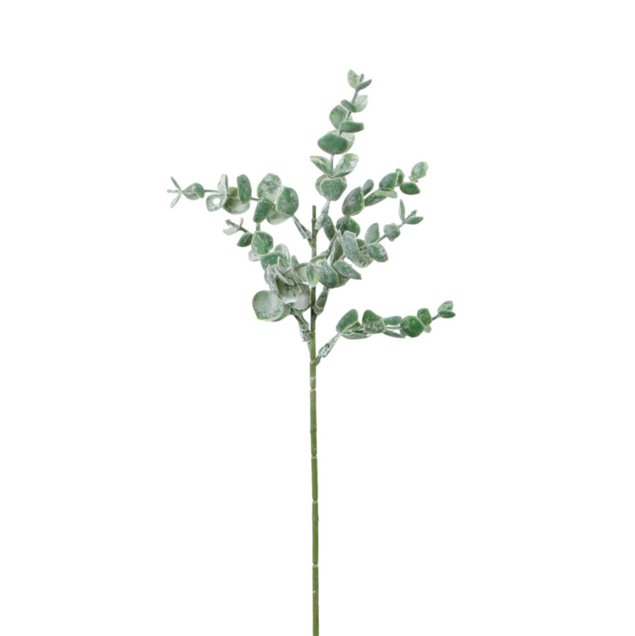 Mini Euc Sprig (10x Sprigs)
