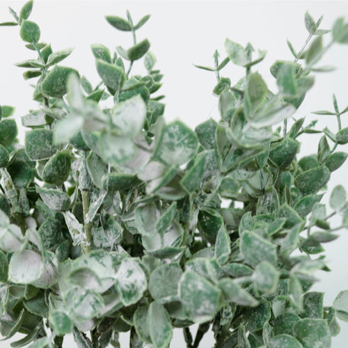 Mini Euc Sprig (10x Sprigs)