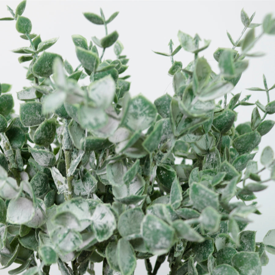 Mini Euc Sprig (10x Sprigs)