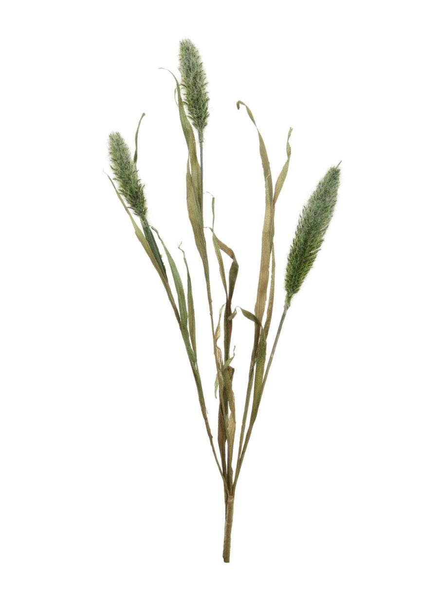 Dried Bunny Tail Reed Spray