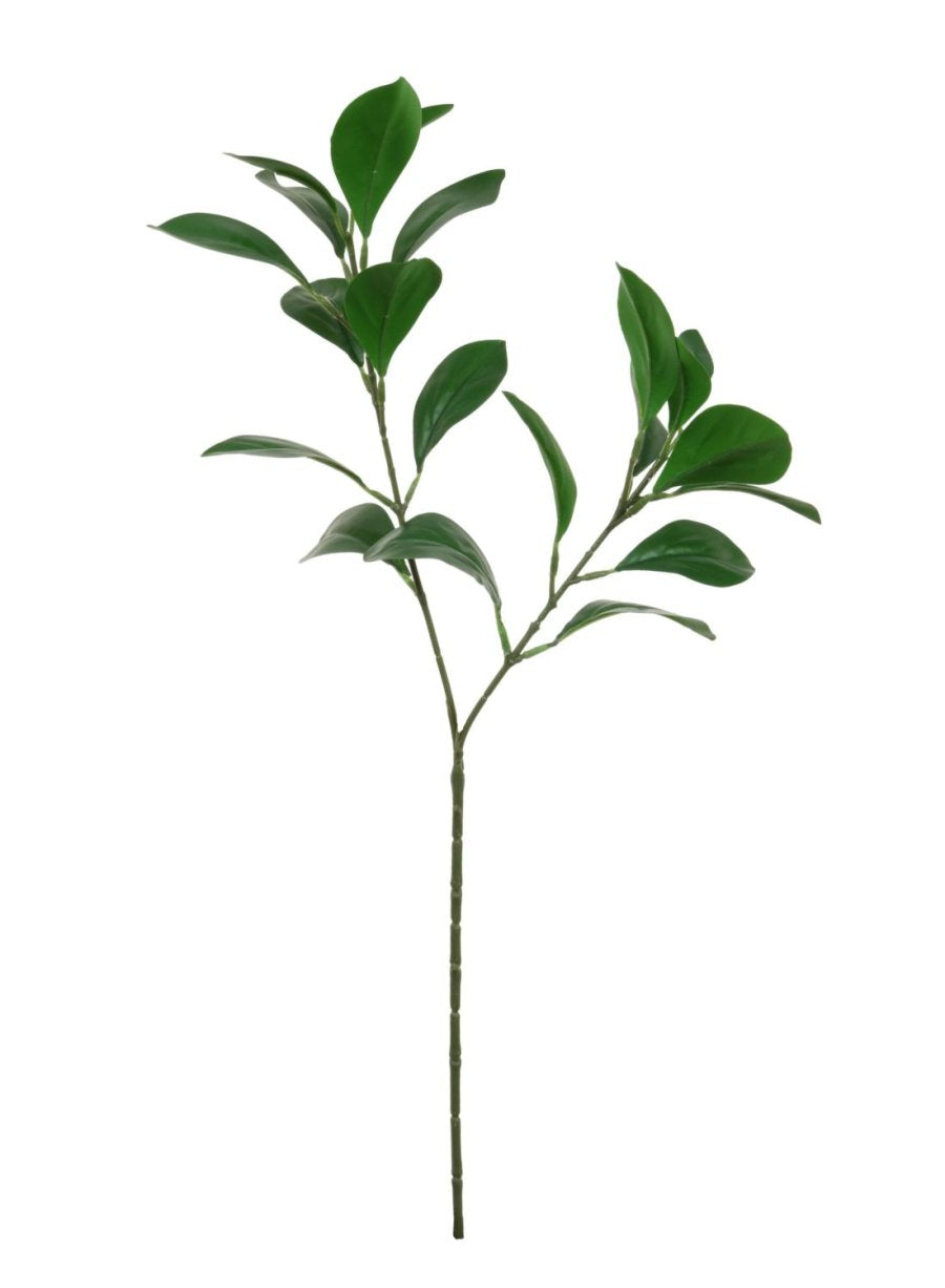 Obovate Leaf Stem