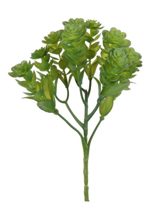 Sedum Spurium Stem