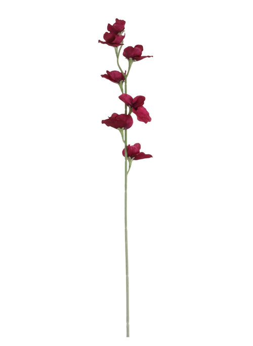 Sweet Pea
