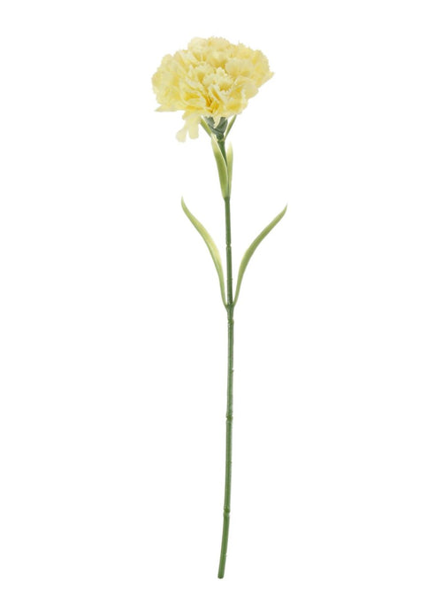 Carnation Stem