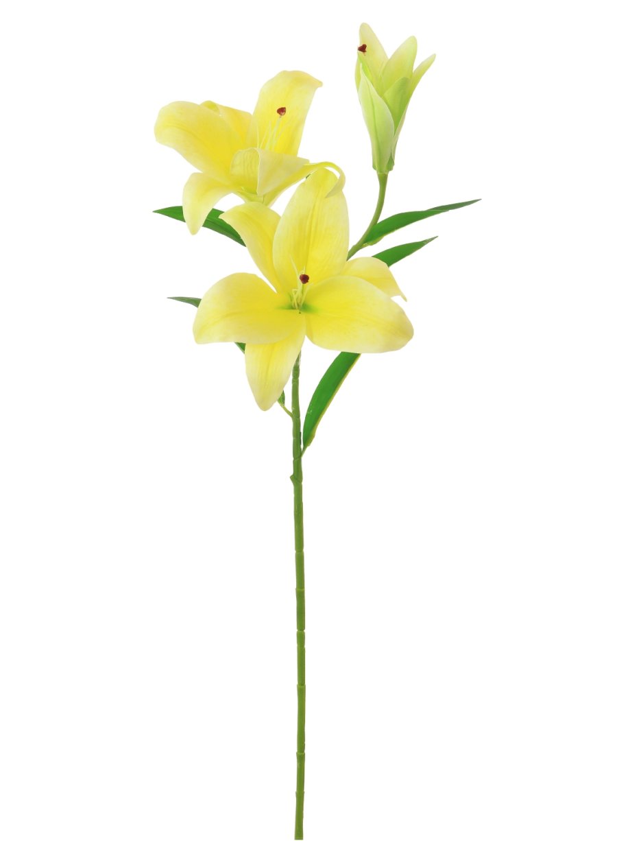 Asiatic Lily (large)