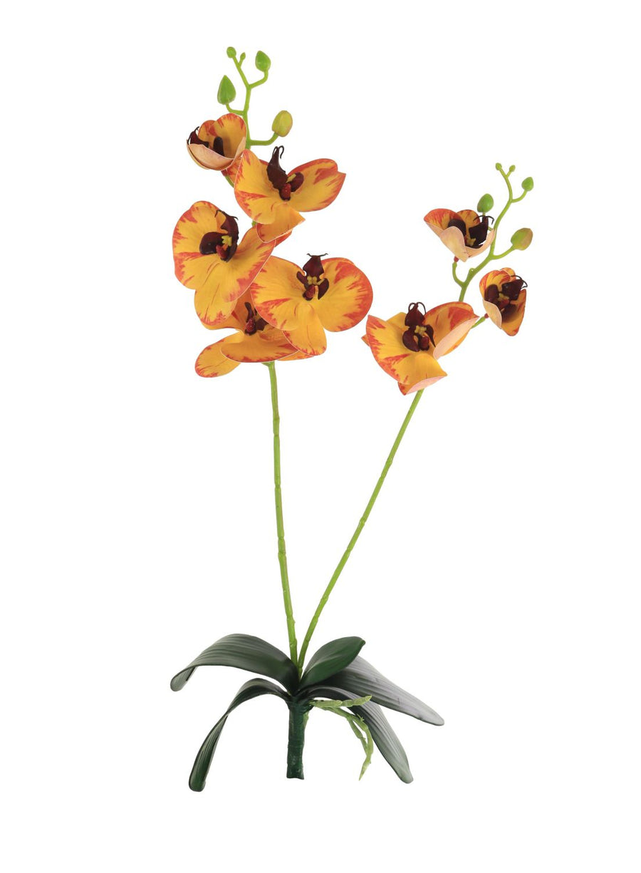 Phalaenopsis Orchid